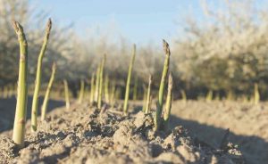 Why is asparagus a stem vegetable