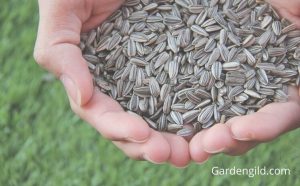 do sunflower seeds have protein in them