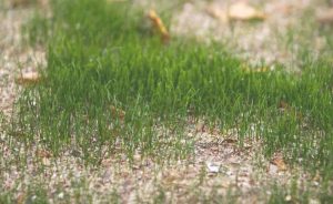 will crabgrass preventer kill new grass seed