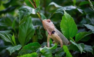 Do Garden Lizards Eat Plants