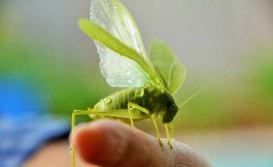 Do Grasshoppers Have Wings