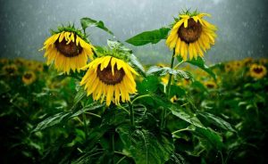Do Sunflowers Face Each Other On Cloudy Days