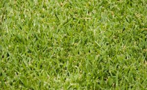 Does St. Augustine Grass Turn Brown In Winter