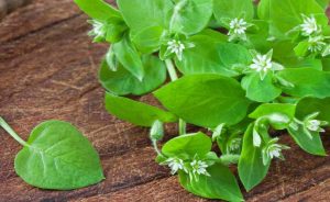 Is Chickweed A Perennial Weed