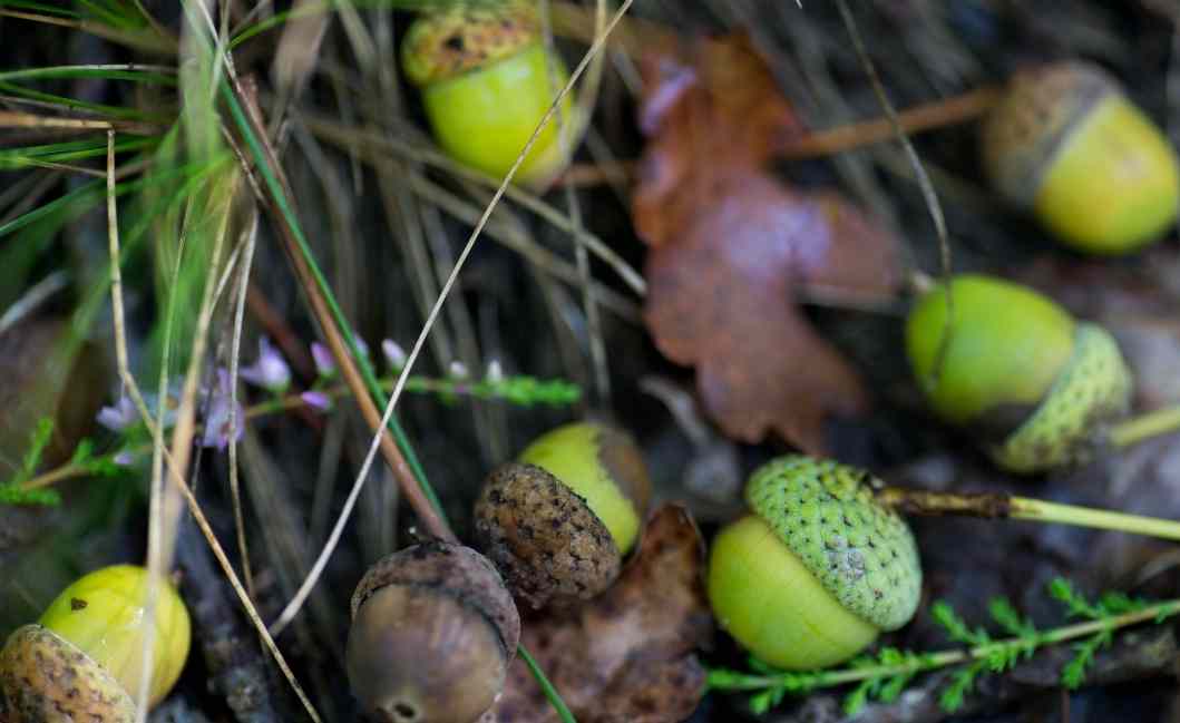 what-can-i-do-with-fallen-acorns-quick-answer