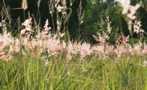 Will Bermuda Grass Choke Out Weeds