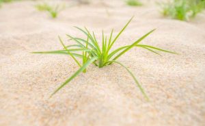 Will Bermuda Grass Grow In Sand