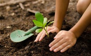 Will Plants Grow Through Mulch