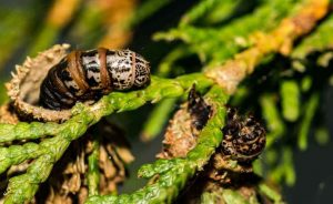 Does Triazicide Kill Bagworms