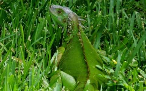 Green Iguana