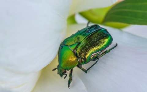  June beetles are green in color