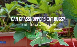 Can Grasshoppers Eat Bugs