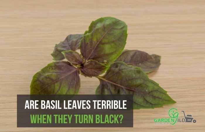 Are basil leaves terrible when they turn black?