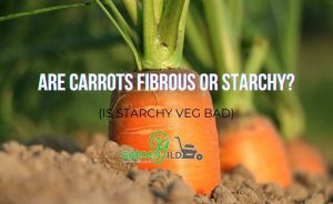 Are carrots fibrous or starchy