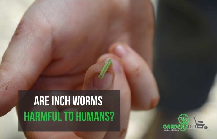 Are inch worms harmful to humans?