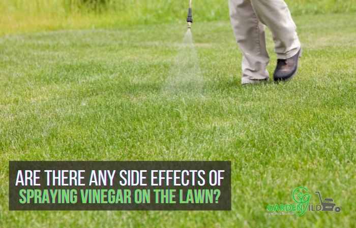 Are there any side effects of spraying vinegar on the lawn?