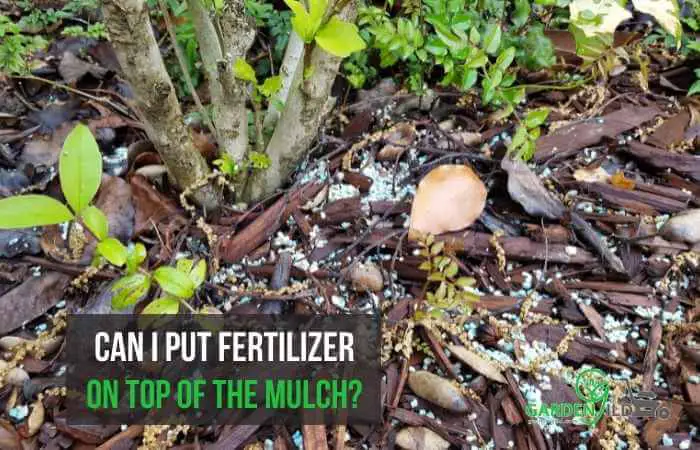 Can I put fertilizer on top of the mulch?