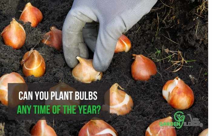 Can you plant bulbs any time of the year?
