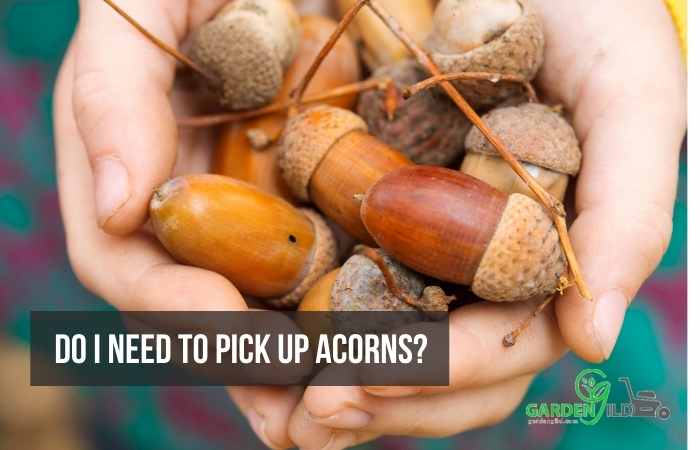 Do I need to pick up acorns?