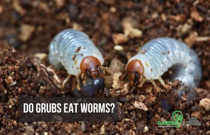 Do grubs eat worms?