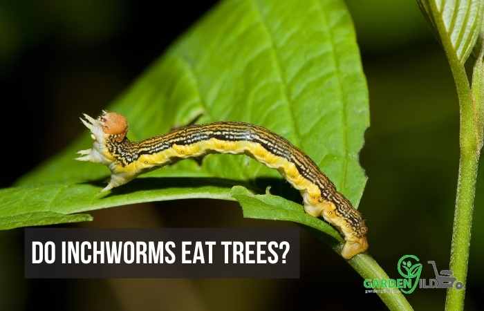 Do inchworms eat trees?