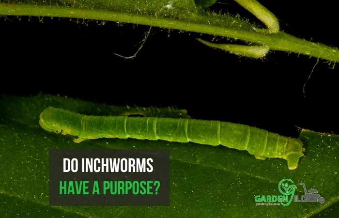 Do inchworms have a purpose?