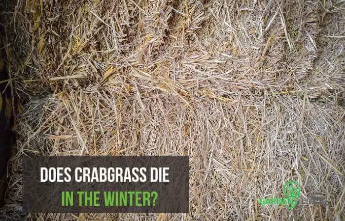 Does crabgrass die in the winter?