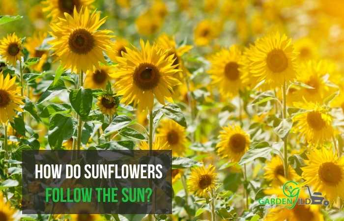 How do Sunflowers follow the sun?