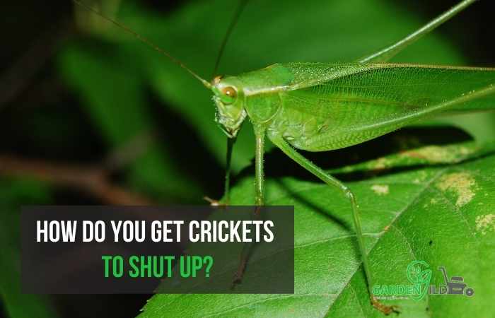 How do you get crickets to shut up?