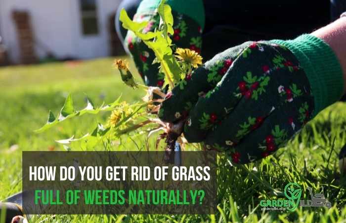 How do you get rid of grass full of weeds naturally?