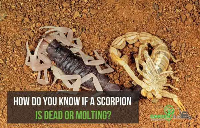 How do you know if a scorpion is dead or molting?
