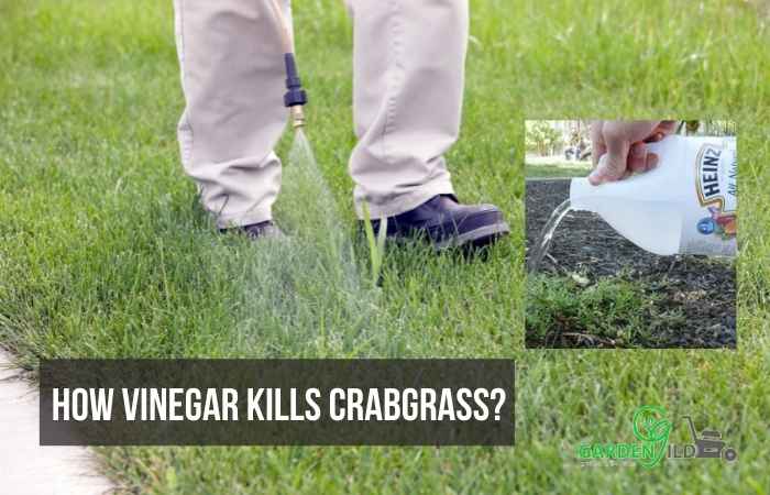 How vinegar kills crabgrass?