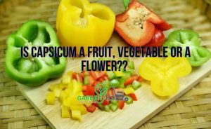 Is Capsicum A Fruit