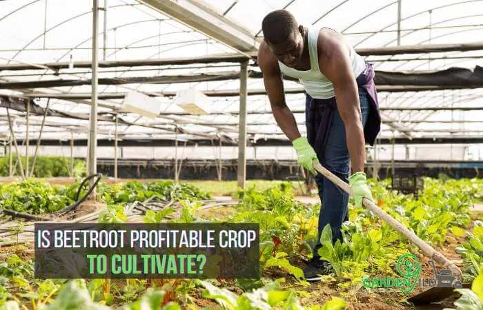  cultivate beetroot on a firm 