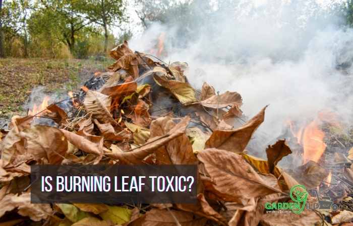 Is burning leaf toxic?