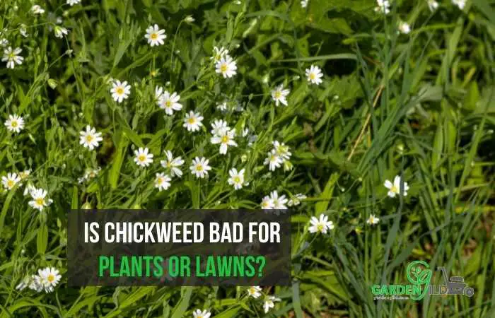 Is chickweed bad for plants or lawns?