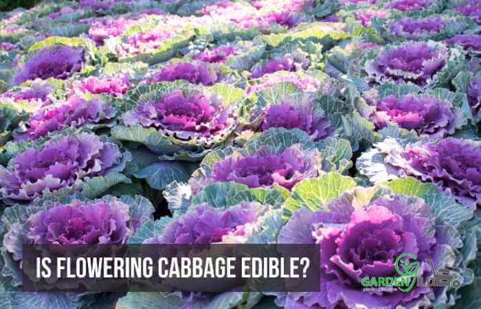  flowering cabbage plant