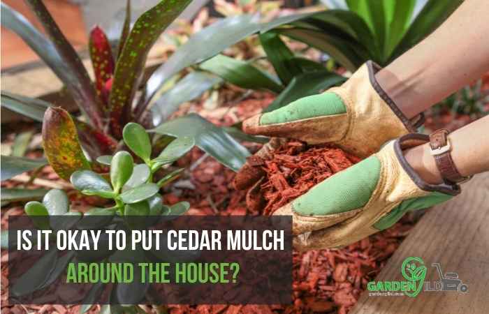 Is it okay to put cedar mulch around the house?
