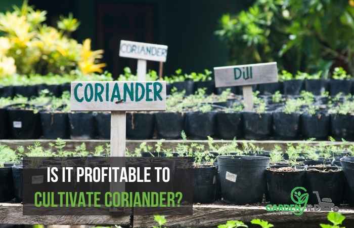  cultivate coriander on  container