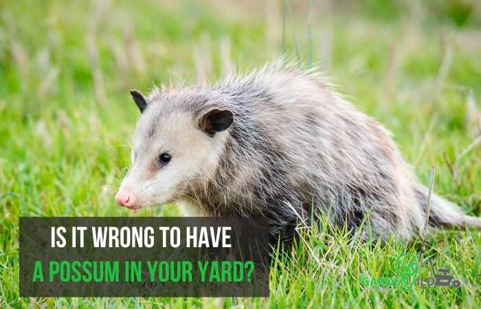 Is it wrong to have a possum in your yard?