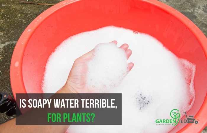 Is soapy water terrible for plants?