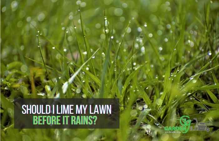 Should I lime my lawn before it rains?