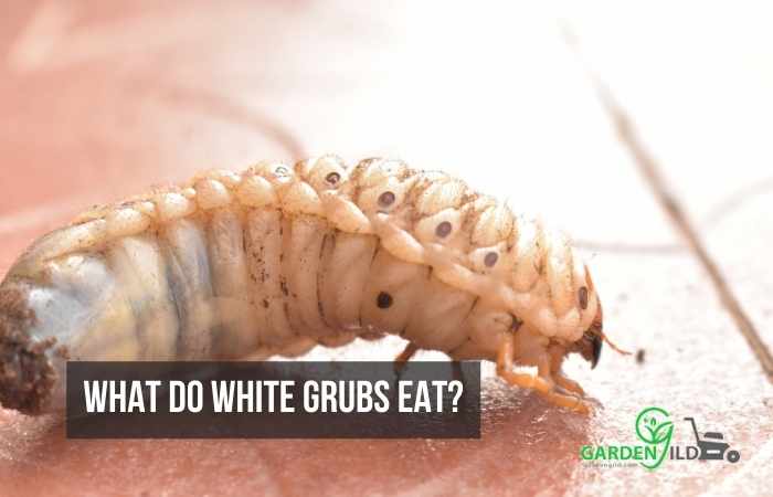 What Do White Grubs Eat?