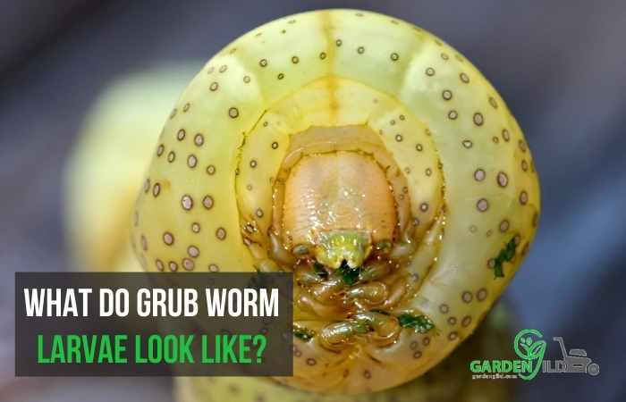 What do grub worm larvae look like?