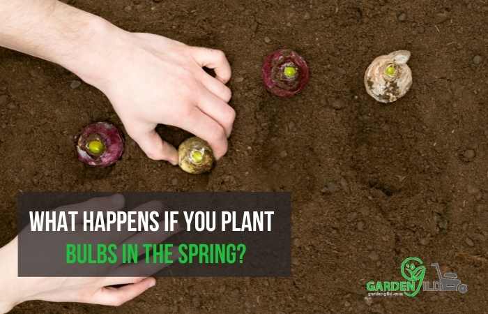 What happens if you plant bulbs in the spring?