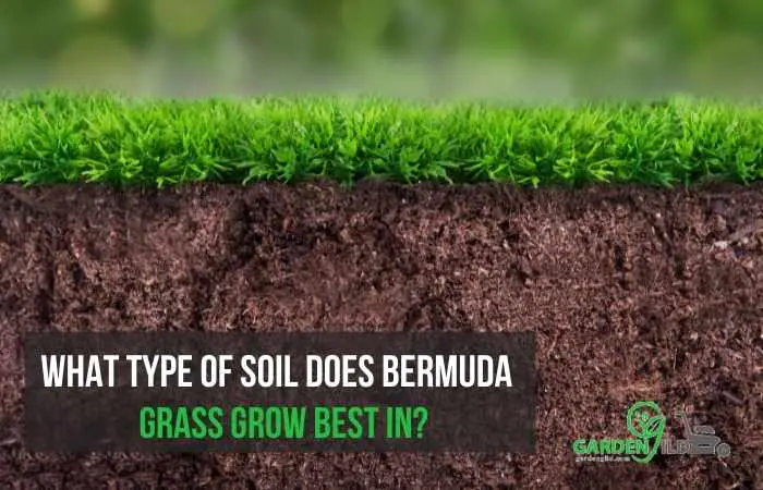 What type of soil does Bermuda grass grow best in?