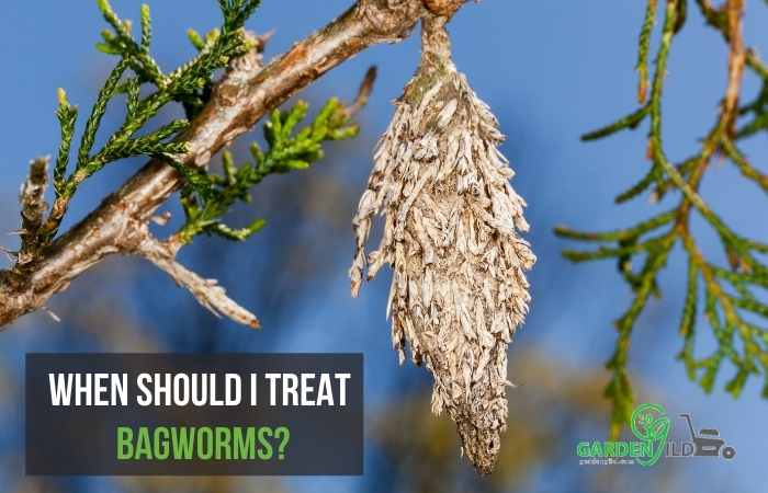 When should I treat Bagworms?
