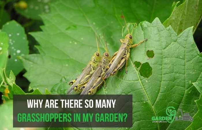 Why are there so many grasshoppers in my garden?