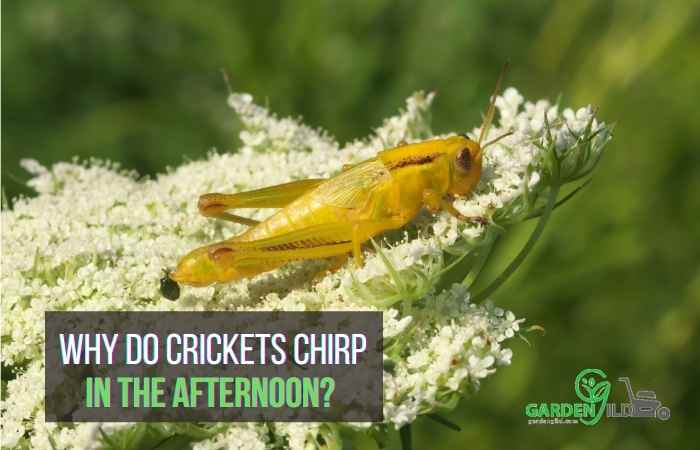Why do crickets chirp in the afternoon?