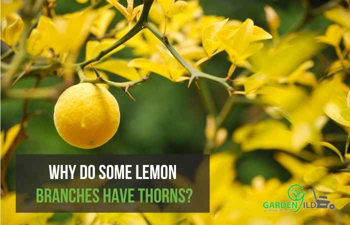 e lemon branches  thorns